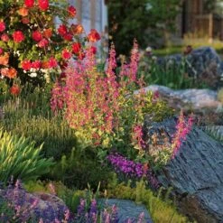 Coconino County Desert Penstemon 12 Coconino County Desert Penstemon -Daily Garden Joy Shop emmis oure penstemon coconino county 6 cropped 1