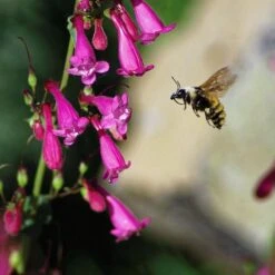 Coconino County Desert Penstemon 14 Coconino County Desert Penstemon -Daily Garden Joy Shop emmis oure penstemon coconino county with bee cropped 1