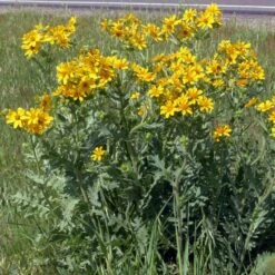 Engelmann's Daisy (Engelmannia) -Daily Garden Joy Shop engelmannia texas roadway pgh 1