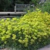 Kannah Creek® Sulphur Buckwheat -Daily Garden Joy Shop eriogonum umbellatum kanah creek 5