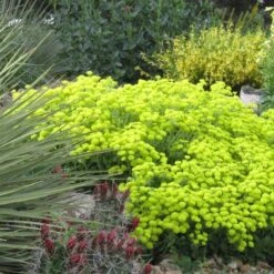 Kannah Creek® Sulphur Buckwheat -Daily Garden Joy Shop eriogonum umbellatum kendrick lake lakewood co 1