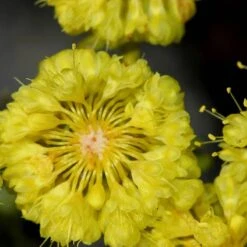 Kannah Creek® Sulphur Buckwheat -Daily Garden Joy Shop eriogonum umbellatum sulphurflower buckwheat 1