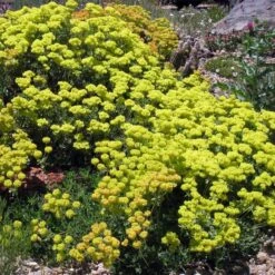 Kannah Creek® Sulphur Buckwheat -Daily Garden Joy Shop eriogonum umbellatum v aureum kanah creek 49695 1