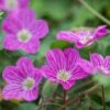 Bishop's Form Heronsbill (Erodium) -Daily Garden Joy Shop erodium bishops form 1