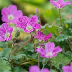 Bishop's Form Heronsbill (Erodium) -Daily Garden Joy Shop erodium bishops form 3
