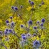 Blue Glitter Sea Holly (Eryngium) -Daily Garden Joy Shop eryngium blue glitter web