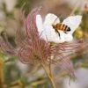 Apache Plume (Fallugia) -Daily Garden Joy Shop fallugia paradoxa bee seed head cropped