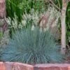 Siskiyou Blue Fescue Grass -Daily Garden Joy Shop festuca idahoensis siskiyou blue 4