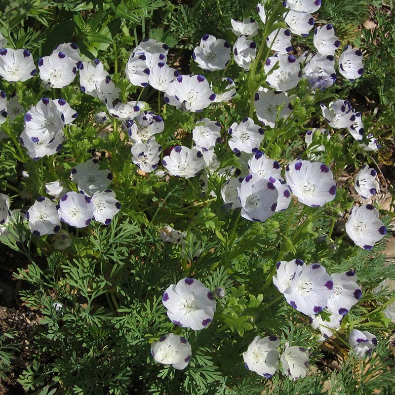 Alternative Lawn Wildflower Seed Mix 4 Alternative Lawn Wildflower Seed Mix - Image 2