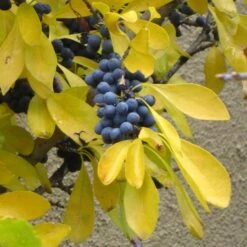 Berry Girl New Mexico Privet -Daily Garden Joy Shop forestiera neomexicana fall foliage and fruit 52550 1