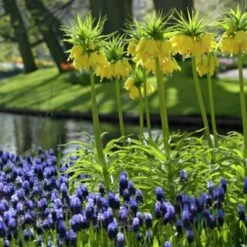 Yellow Crown Imperial -Daily Garden Joy Shop fritallarialutea 1
