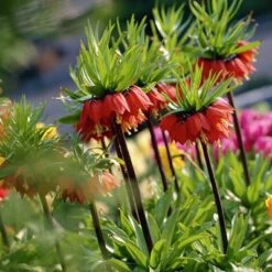Red Crown Imperial -Daily Garden Joy Shop fritillariared2
