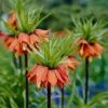 Red Crown Imperial -Daily Garden Joy Shop fritillariared 1
