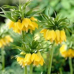 Yellow Crown Imperial -Daily Garden Joy Shop fritillariayellow1 1