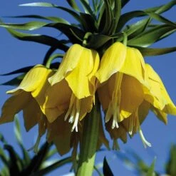 Yellow Crown Imperial -Daily Garden Joy Shop fritillariayellow 1