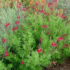 Furman's Red Texas Salvia -Daily Garden Joy Shop furmans red texas salvia