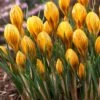 Fuscotinctus Snow Crocus 2 Fuscotinctus Snow Crocus -Daily Garden Joy Shop fuscotinctus snow crocus