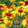 Amber Wheels Gaillardia -Daily Garden Joy Shop gaillardia aristida amber wheels 3