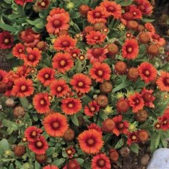 Arizona Red Shades Gaillardia -Daily Garden Joy Shop gaillardia arizona red shades flowers