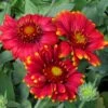Arizona Red Shades Gaillardia
