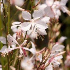 Snow Fountain Gaura -Daily Garden Joy Shop gaura lindheimeri snowfountain bloom
