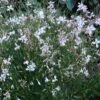 Snow Fountain Gaura -Daily Garden Joy Shop gaura snow fountain 003 plant haven