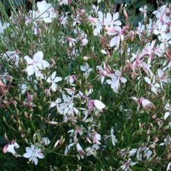 Snow Fountain Gaura -Daily Garden Joy Shop gaura snow fountain plant haven