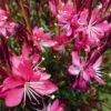 Whiskers Deep Rose Gaura 2 Whiskers Deep Rose Gaura -Daily Garden Joy Shop gaura whiskers deep rose 2 1
