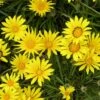 Colorado Gold® Gazania 2 Colorado Gold® Gazania -Daily Garden Joy Shop gazania linearis colorado gold treassure flower