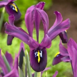 George Specie Iris (Mini Iris) 9 George Specie Iris (Mini Iris) -Daily Garden Joy Shop george mini iris specie iris purple