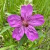 Sticky Geranium -Daily Garden Joy Shop geranium viscosissimum 1