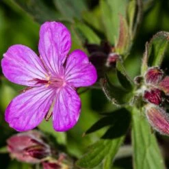 Sticky Geranium -Daily Garden Joy Shop geranium viscosissimum 3