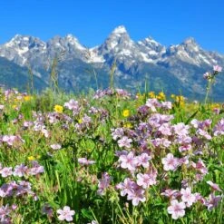 Sticky Geranium -Daily Garden Joy Shop geranium viscosissimum 4