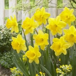 Gigantic Star Large Cupped Daffodil -Daily Garden Joy Shop gigantic star daffodil narcissus cropped 1