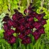 Espresso Gladiolus 1 Espresso Gladiolus -Daily Garden Joy Shop gladiolus espresso flwoer blooms garden