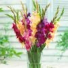 Mardi Gras Gladiolus Mix -Daily Garden Joy Shop gladiolus mardi gras mix