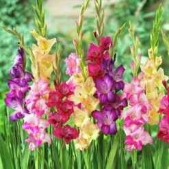 Rainbow Gladiolus Mix -Daily Garden Joy Shop gladiolusmix3 1