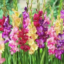 Rainbow Gladiolus Mix -Daily Garden Joy Shop gladiolusmix4 1