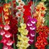 Parrot Gladiolus Mix -Daily Garden Joy Shop gladiolusparrotmix1 1