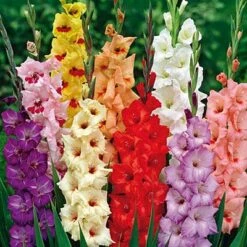 Rainbow Gladiolus Mix -Daily Garden Joy Shop gladiolusrainbowmix 3