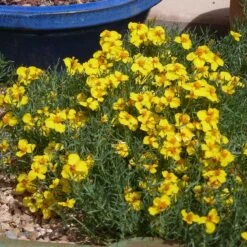 Gold On Blue Prairie Zinnia -Daily Garden Joy Shop gold on blue prairie zinnia