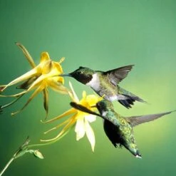 Golden Spur Columbine -Daily Garden Joy Shop golden spur columbine aquilegia