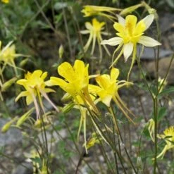 Golden Spur Columbine -Daily Garden Joy Shop golden spur columbine aquilegia