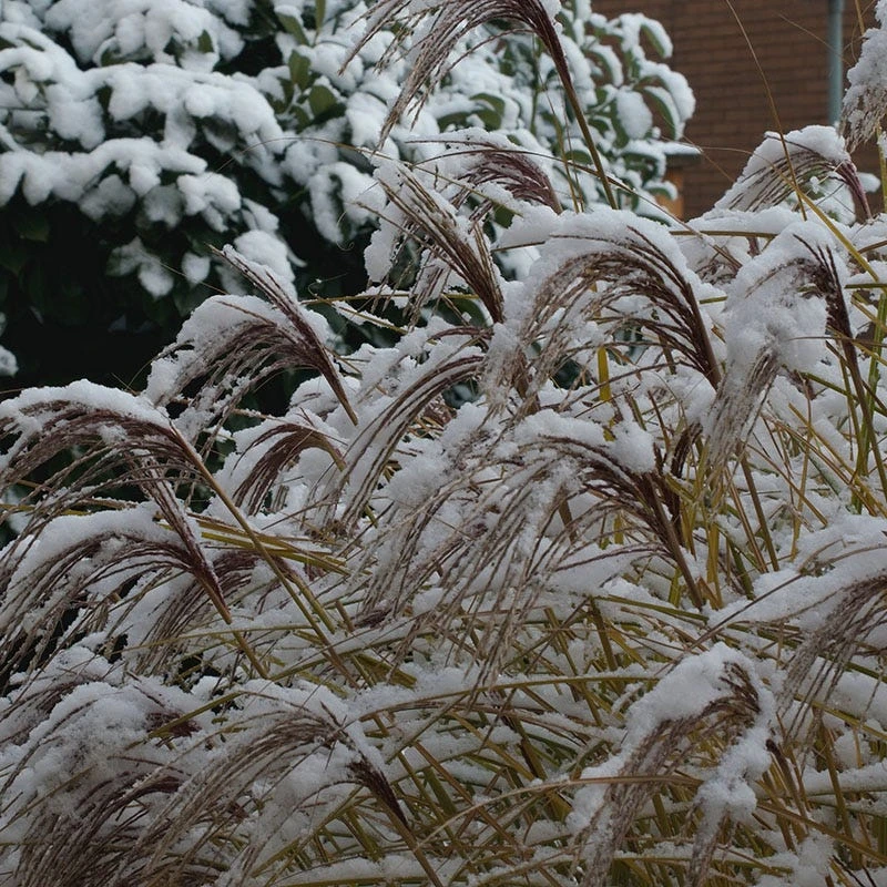 Gracillimus Miscanthus Grass 8 Gracillimus Miscanthus Grass - Image 7