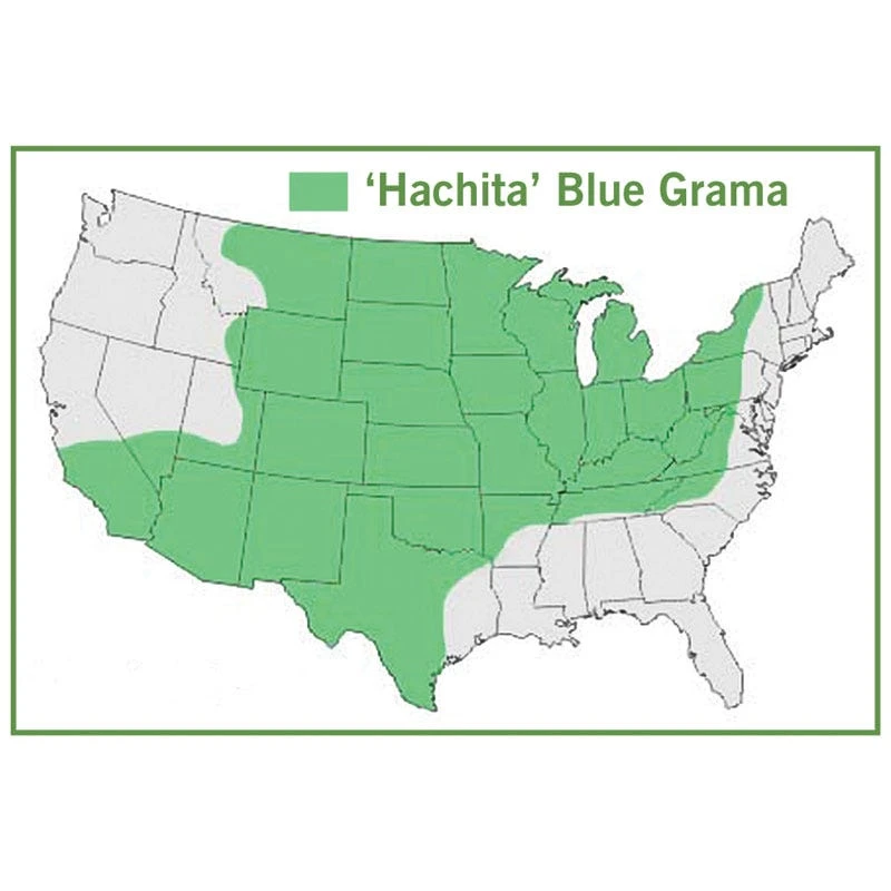 Hachita Blue Grama Grass Plugs 6 Hachita Blue Grama Grass Plugs - Image 4