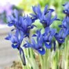 Harmony Specie Iris (Mini Iris) 1 Harmony Specie Iris (Mini Iris) -Daily Garden Joy Shop harmony mini iris specie iris 1