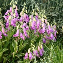 Spanish Peaks® Foxglove -Daily Garden Joy Shop hblvz51 digitalis thapsi spanish peaks 2