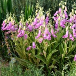 Spanish Peaks® Foxglove -Daily Garden Joy Shop hblvz51 digitalis thapsi spanish peaks