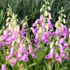 Spanish Peaks® Foxglove -Daily Garden Joy Shop hblvz51 digitalis thapsi spanish peaks 3