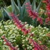 Glowing Embers® Agastache -Daily Garden Joy Shop hcg agastache glowing embers agave havardiana melampodium 1 1